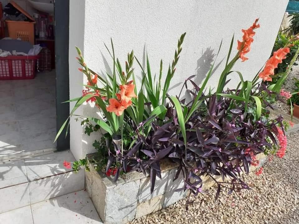 Apartments Jelicic Biograd Na Moru Zewnętrze zdjęcie
